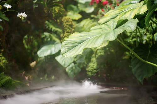 Mist drifting across broad tropical leaves in the Cloud Forest, Singapore