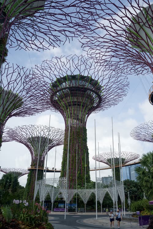 Looking up at a Supertree and its canopy walkway, Gardens by the Bay, Singapore