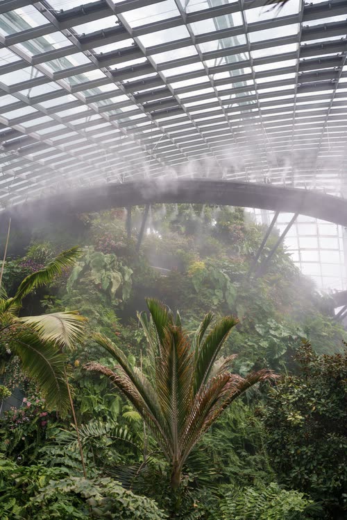 Mist rolling over the treetops beneath the Cloud Forest glass, Singapore