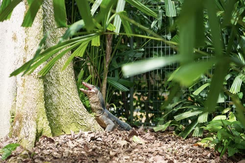 A monitor lizard at the base of a palm in the Singapore Botanic Gardens
