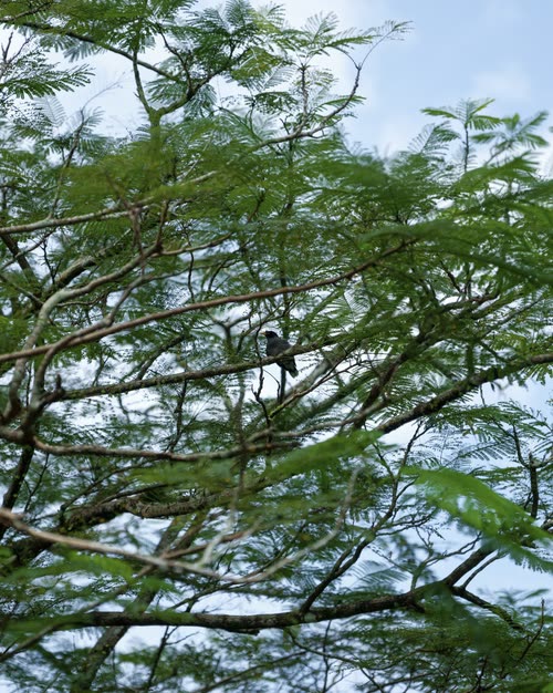 A bird perched high in a rain tree against a blue sky, Singapore