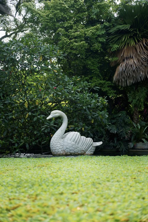 A white swan topiary on a lawn in the Singapore Botanic Gardens