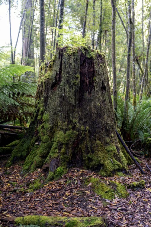 A large moss-covered stump standing in Tasmanian forest