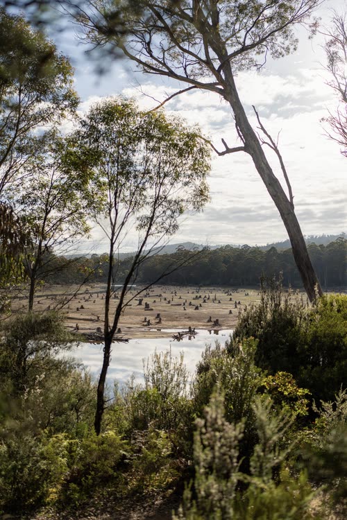 A drowned forest of bare trunks standing in a Tasmanian lake