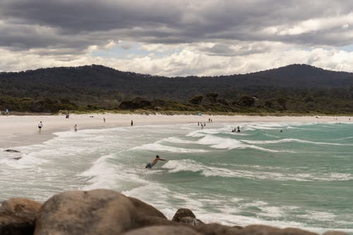 Surfers and swimmers in the shore break on a Tasmanian beach