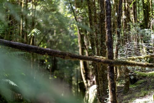 A fallen mossy log across a creek in Tasmanian rainforest