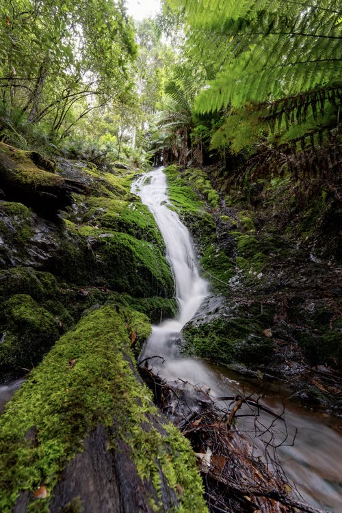 A stream falling over mossy logs through Tasmanian rainforest