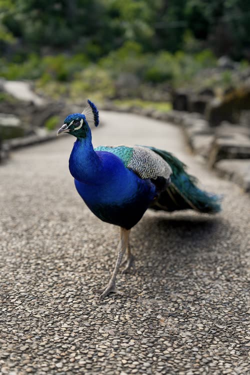 A peacock walking a gravel path in Tasmania