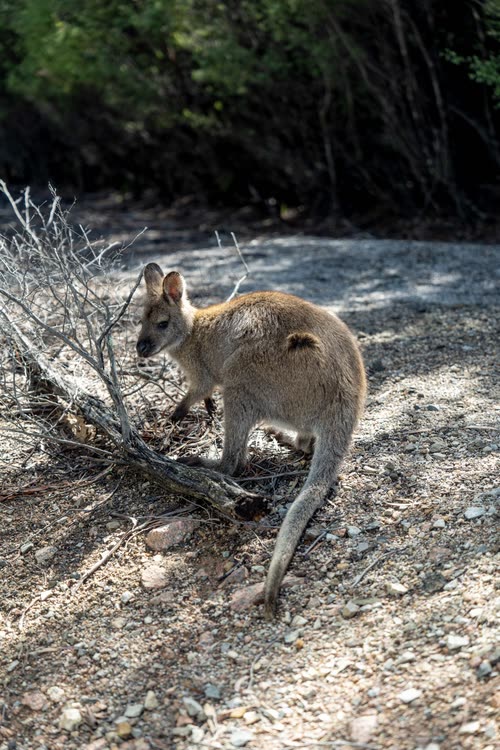 A wallaby standing among driftwood on a Tasmanian shoreline