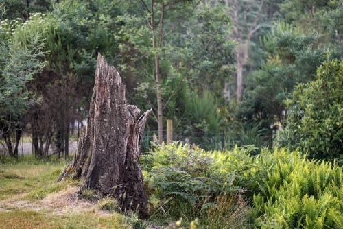 A weathered tree stump among ferns in regrowth forest, Tasmania