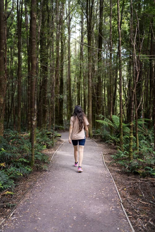 A walker on a forest path between tall straight eucalypts, Tasmania