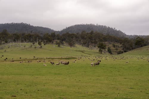 Sheep grazing green paddocks below wooded hills in Tasmania