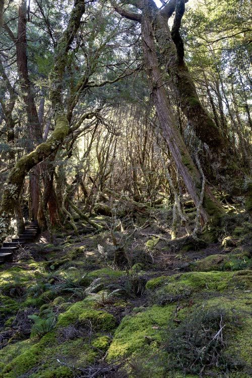 Mossy boulders and twisted myrtle in Tasmanian rainforest