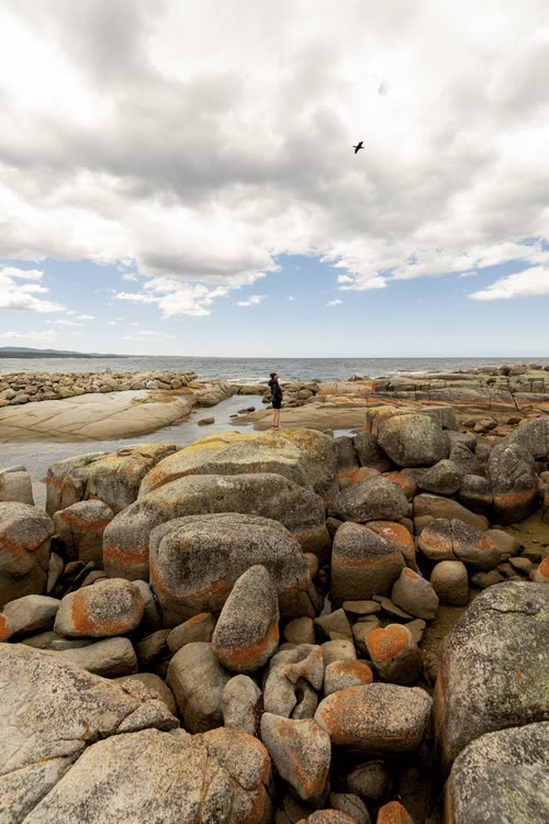 Orange lichen-covered granite boulders at the Bay of Fires, Tasmania