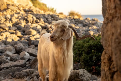 A long-haired goat standing among rocks on the Turkish coast