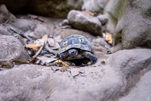 A tortoise among stones and dry leaves in Turkey