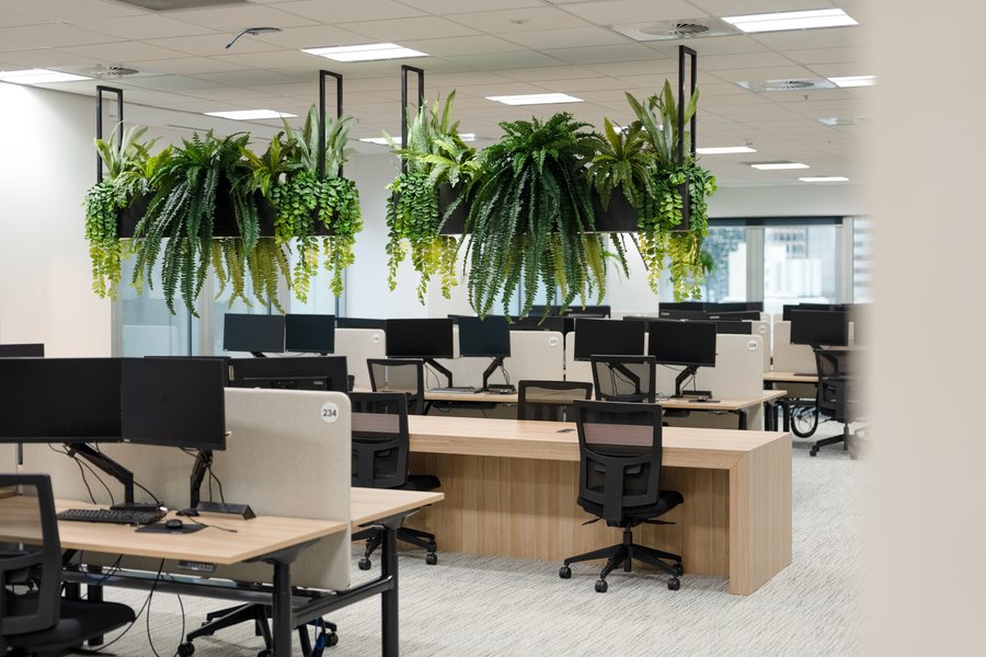 An open plan office floor beneath suspended planting in a commercial fitout