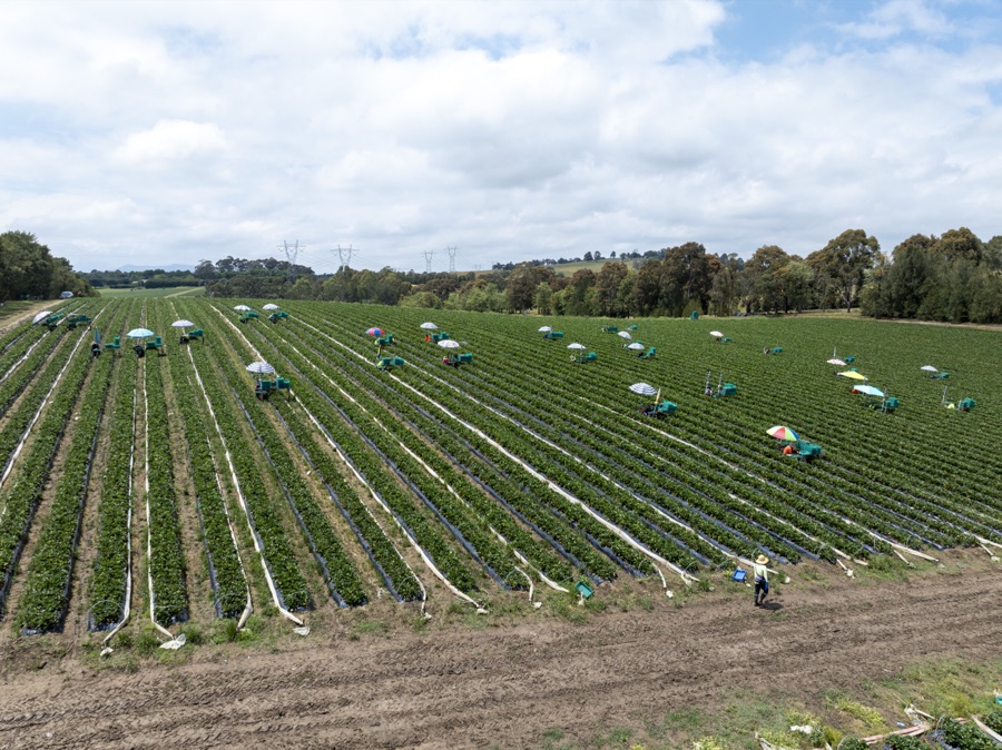 Aerial of picking crews working the rows of a strawberry farm
