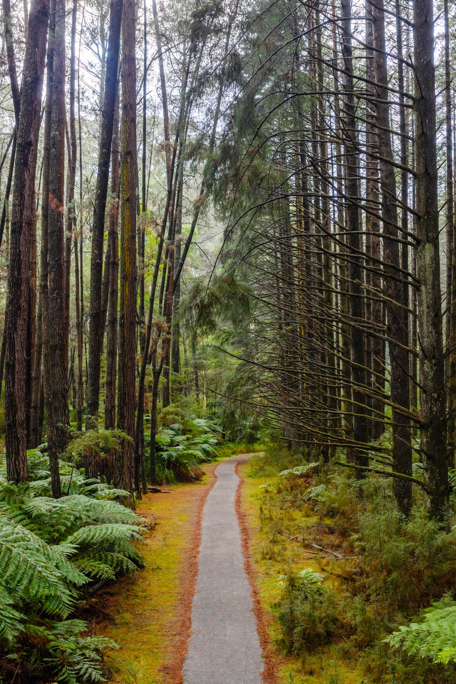 Walking track through tall mountain ash and tree ferns in the Dandenong Ranges