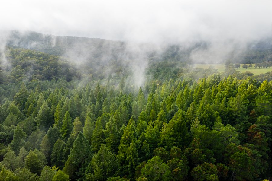 Low cloud sitting over forested ridges in the Dandenong Ranges