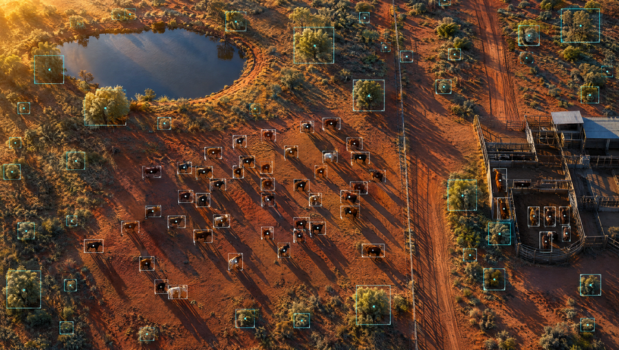 Top down outback cattle station at sunrise with AI detection boxes marking individual cattle and trees