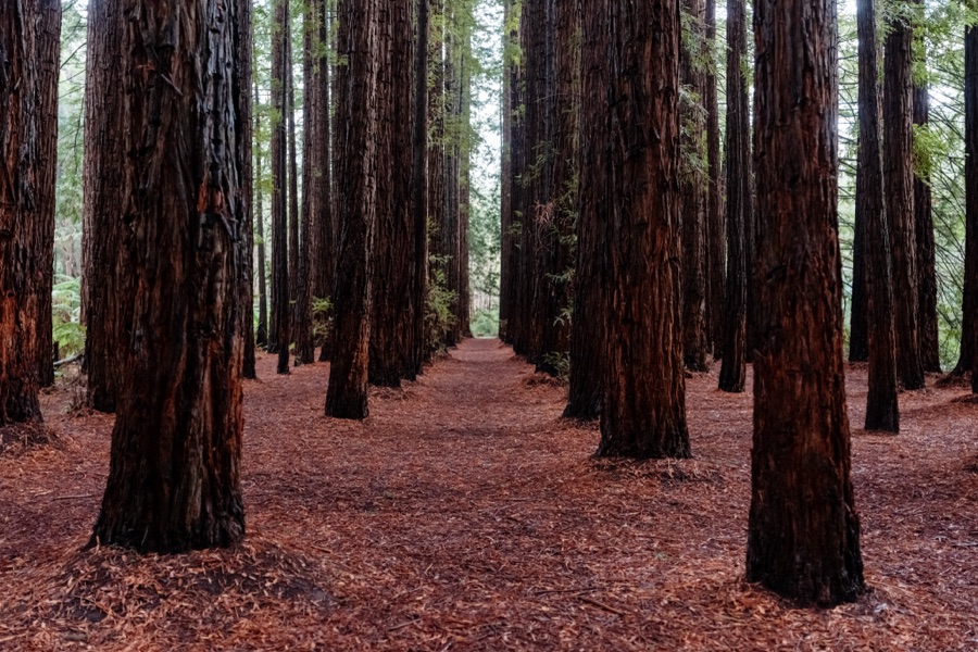 Straight trunks in a redwood plantation