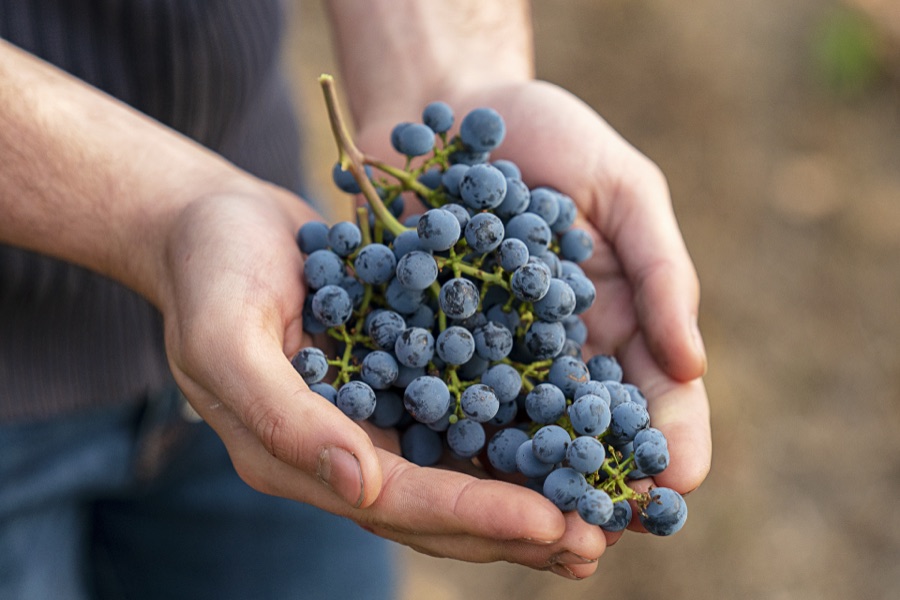 Hands holding freshly picked bunches of wine grapes