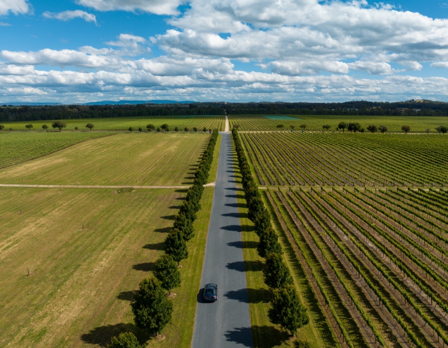 Aerial of vineyard rows converging on a treeline