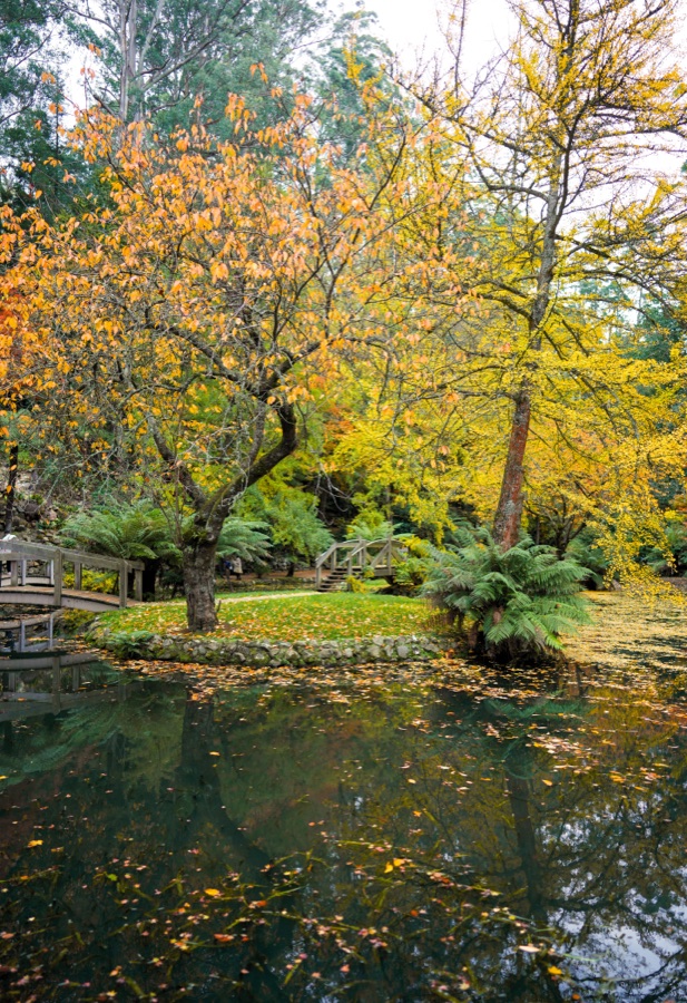An autumn tree mirrored in still water