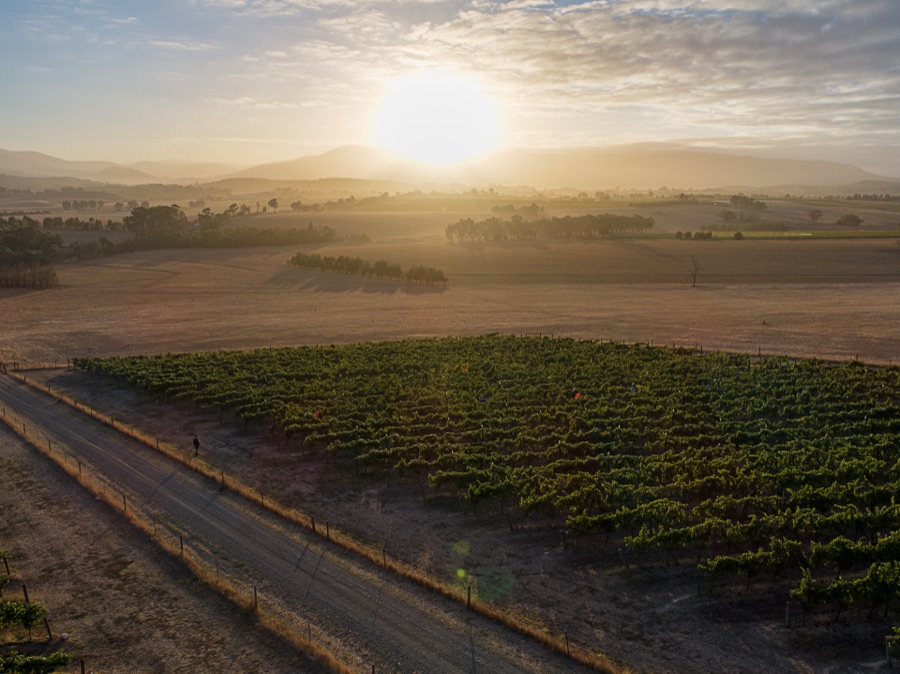 Sun rising over vineyard rows in the Yarra Valley